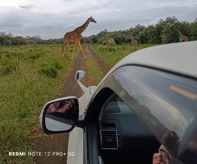 A Xiaomi Kenya fan share creative photos of a giraffe along the path during the WRC championship in Naivasha.